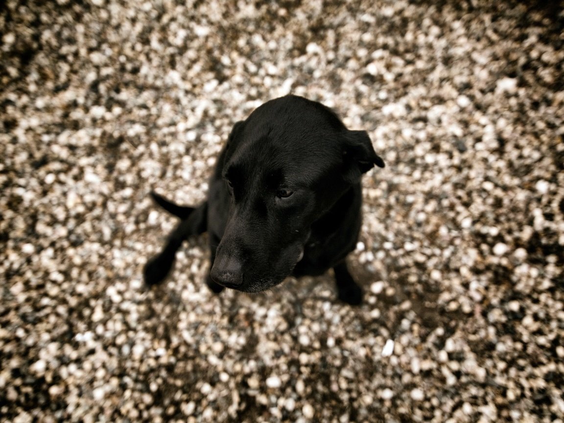 Обои взгляд, собака, друг, лабрадор ретривер, look, dog, each, labrador retriever разрешение 2048x1365 Загрузить