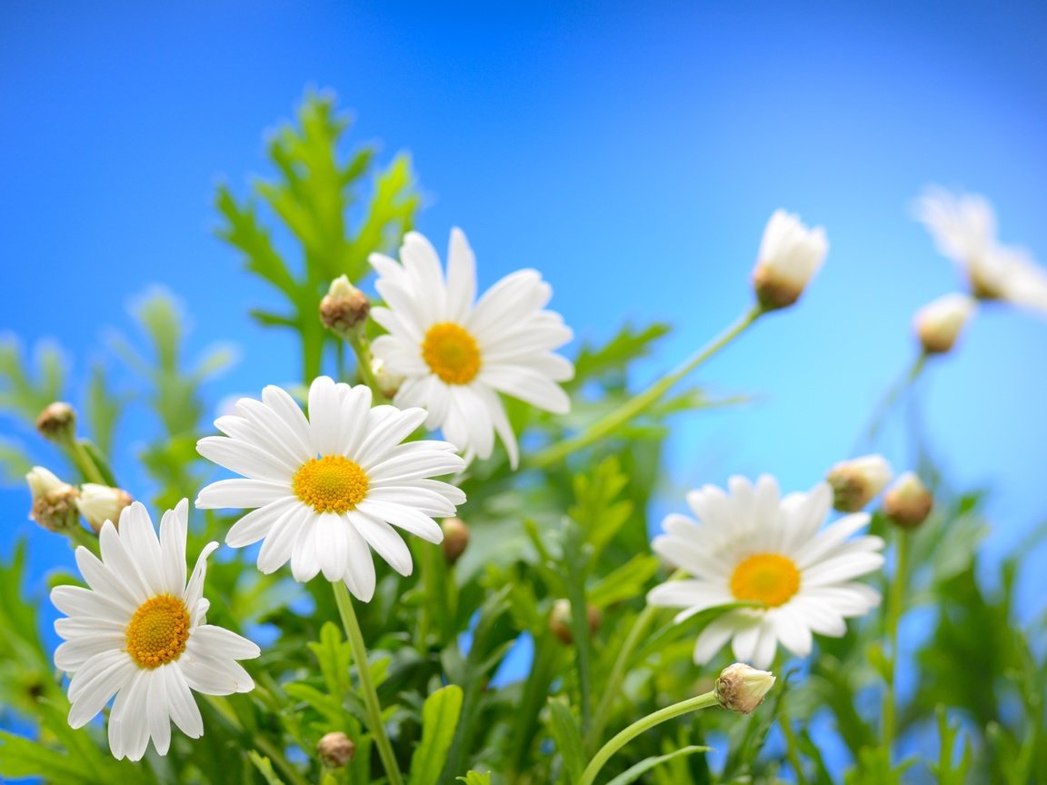 Обои небо, цветы, солнце, весна, ромашки, весенние, the sky, flowers, the sun, spring, chamomile разрешение 4372x2915 Загрузить