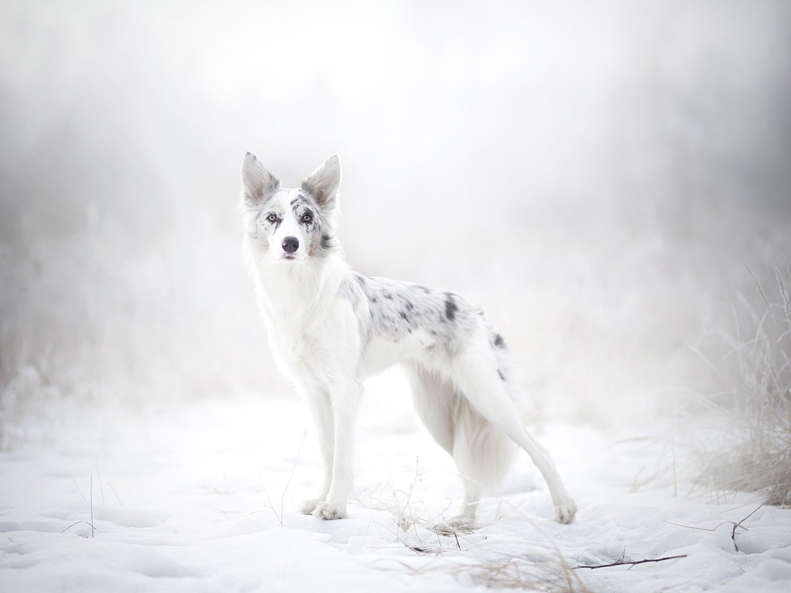 Обои снег, природа, зима, собака, австралийская овчарка, alicja zmysłowska, snow, nature, winter, dog, australian shepherd разрешение 2048x1365 Загрузить