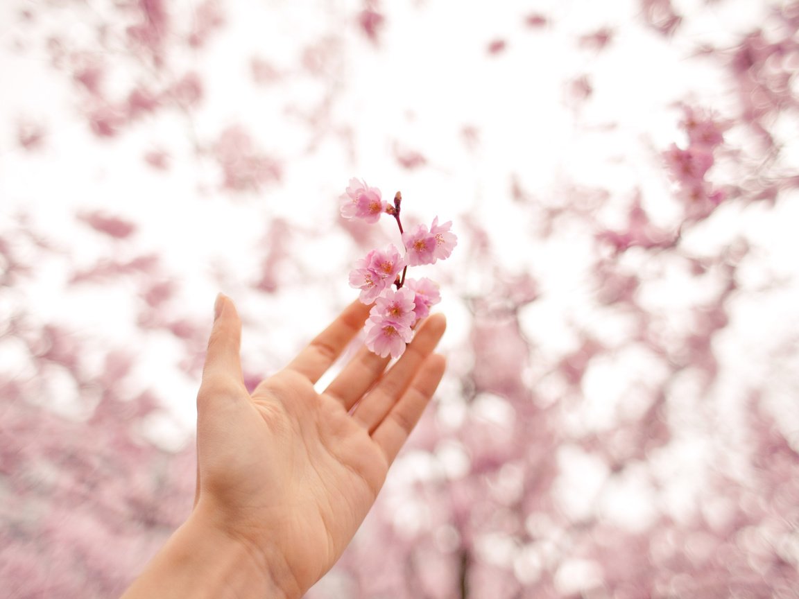 Обои цветы, рука, цвет, весна, розовый, вишня, antonina bukowska, flowers, hand, color, spring, pink, cherry разрешение 3000x2000 Загрузить