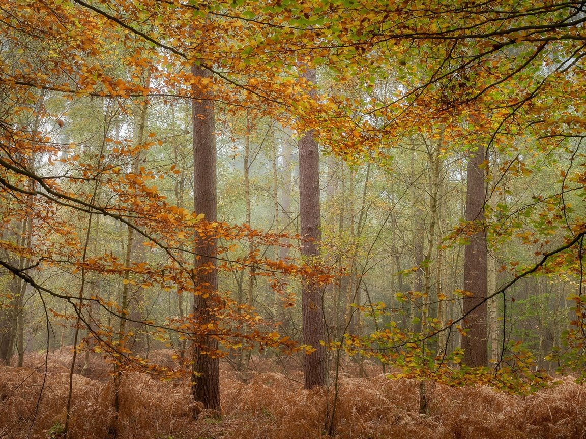 Обои деревья, лес, туман, осень, trees, forest, fog, autumn разрешение 2048x1200 Загрузить