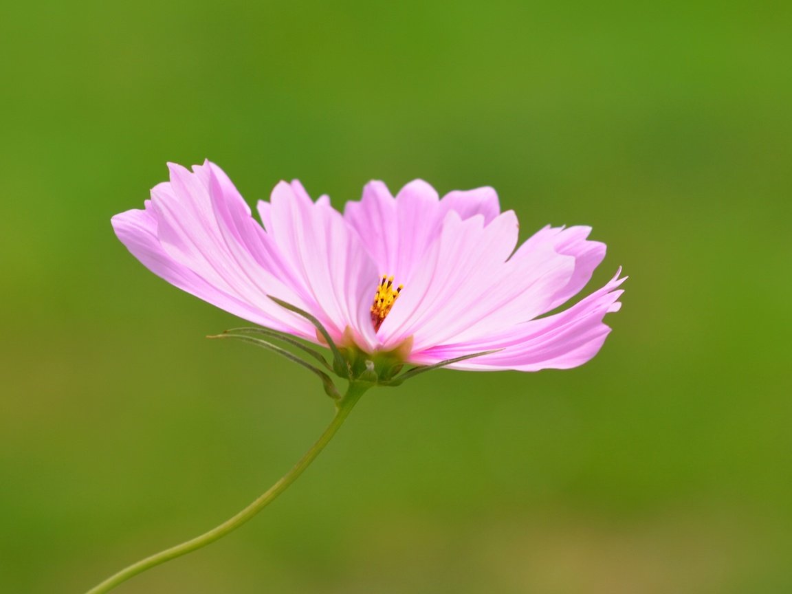 Обои цветок, розовый, боке, космея, flower, pink, bokeh, kosmeya разрешение 3202x2865 Загрузить