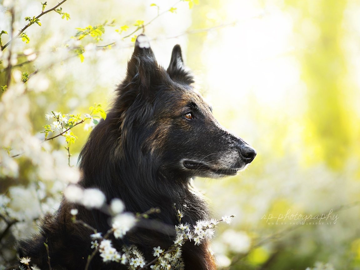 Обои собака, весна, друг, dackelpuppy, jamash, dog, spring, each разрешение 2048x1367 Загрузить