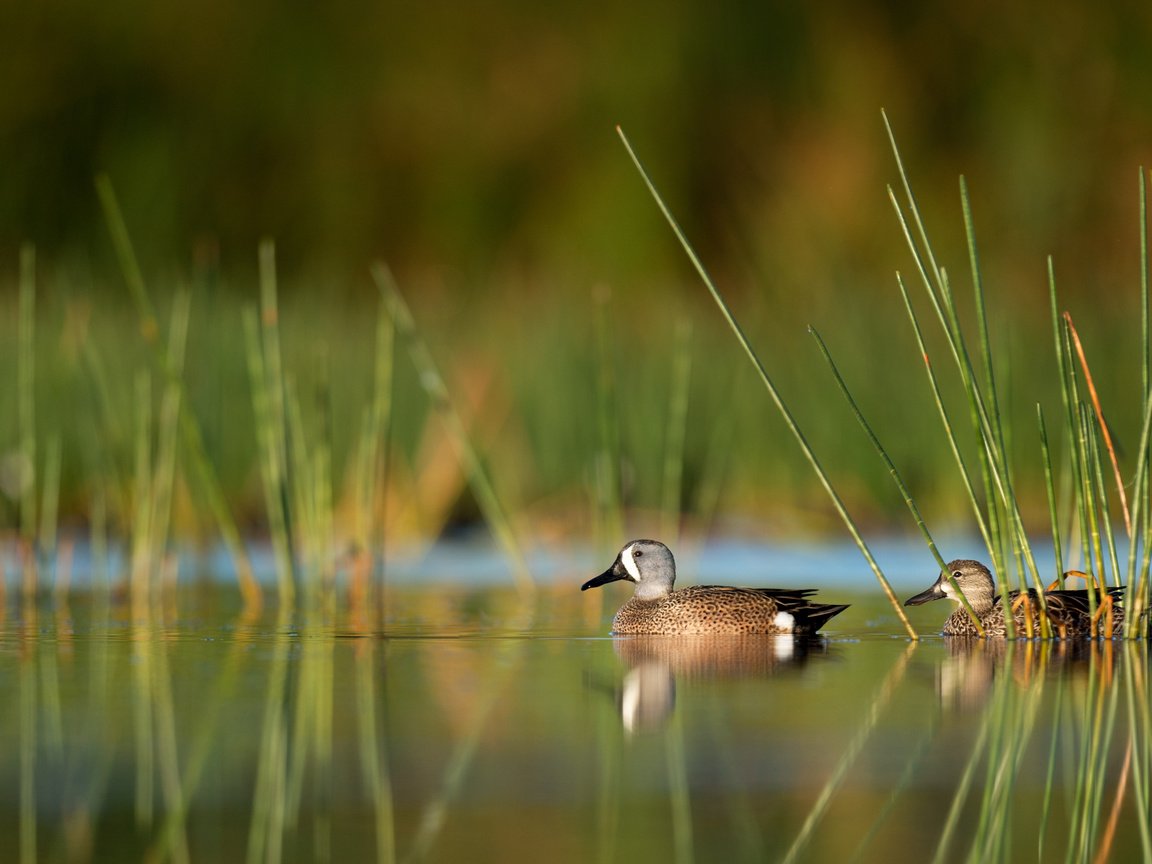 Обои вода, отражение, птицы, утки, ray hennessy, water, reflection, birds, duck разрешение 3310x2203 Загрузить