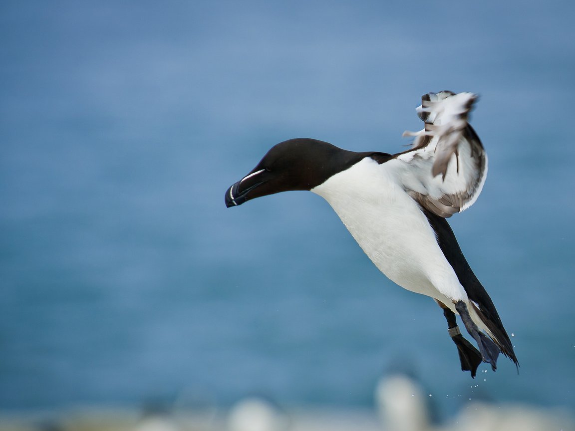 Обои полет, птица, ray hennessy, гагарка, flight, bird, razorbill разрешение 2721x1810 Загрузить