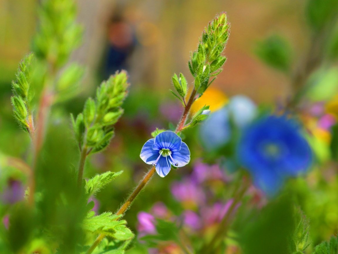 Обои цветок, лепестки, голубой, стебли, боке, вероника, flower, petals, blue, stems, bokeh, veronica разрешение 3000x1901 Загрузить