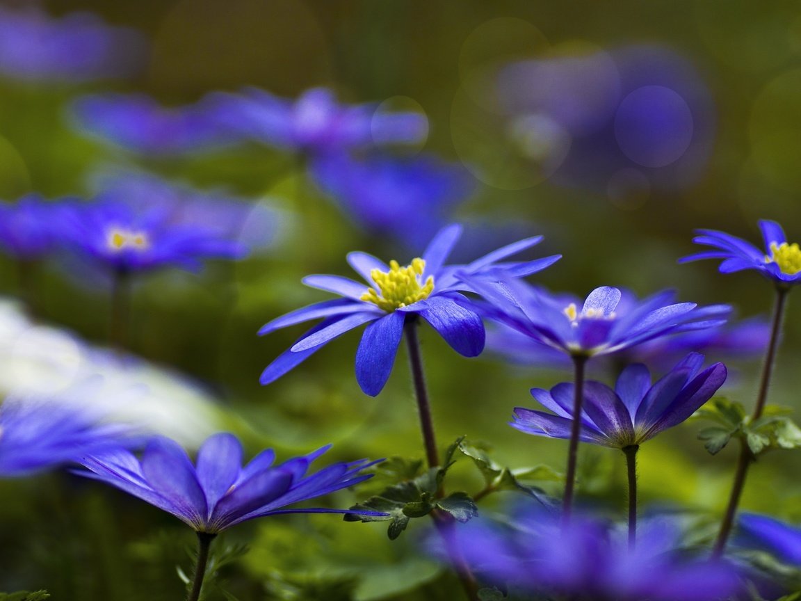 Обои цветы, синие, анемоны, ветреница, flowers, blue, anemones, anemone разрешение 2048x1152 Загрузить