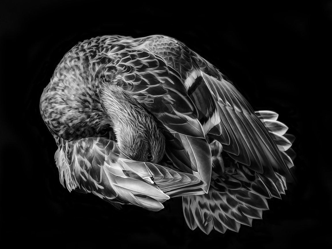 Обои арт, фон, чёрно-белое, птица, перья, art, background, black and white, bird, feathers разрешение 3277x2592 Загрузить