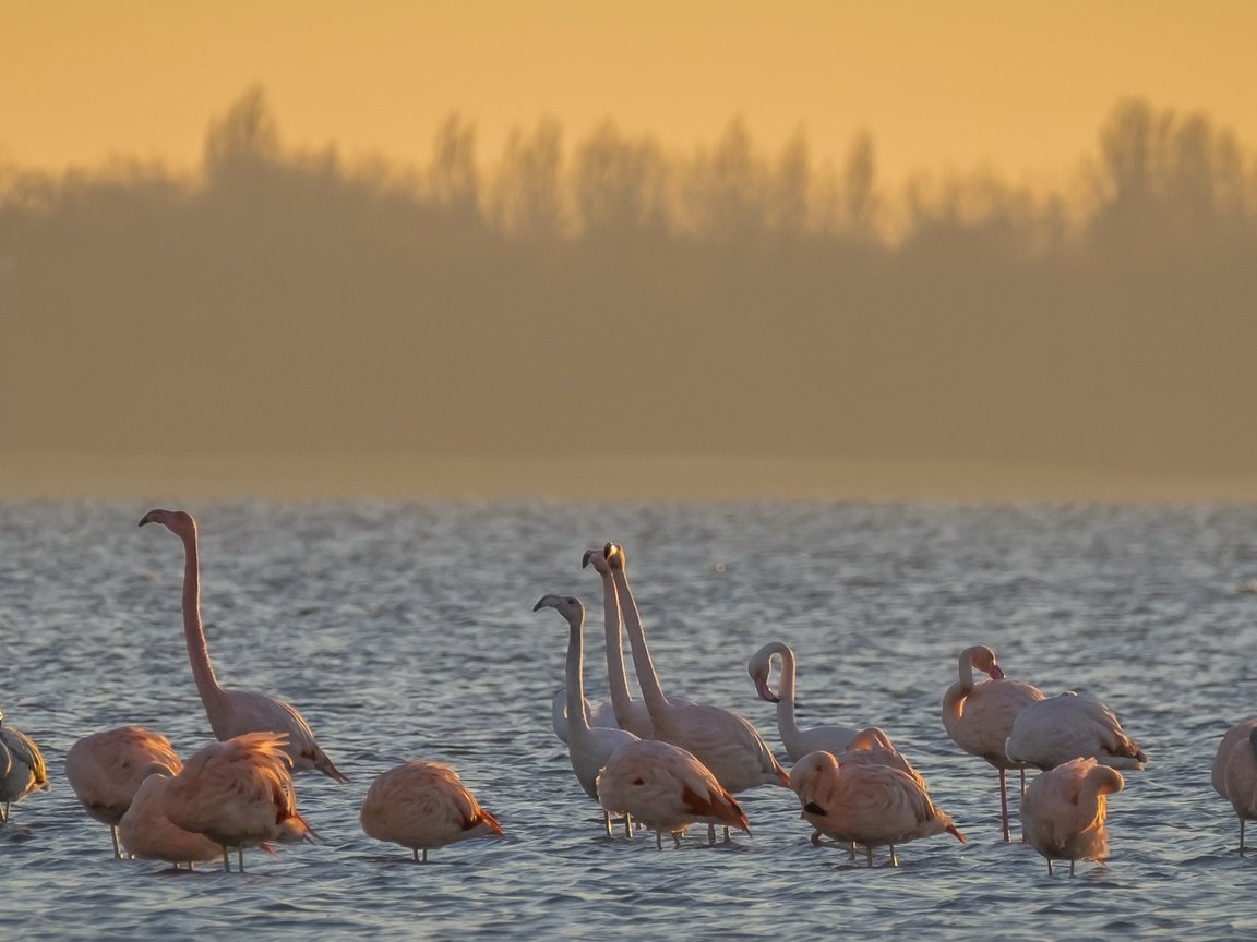 Обои вода, утро, фламинго, птицы, water, morning, flamingo, birds разрешение 2560x1080 Загрузить