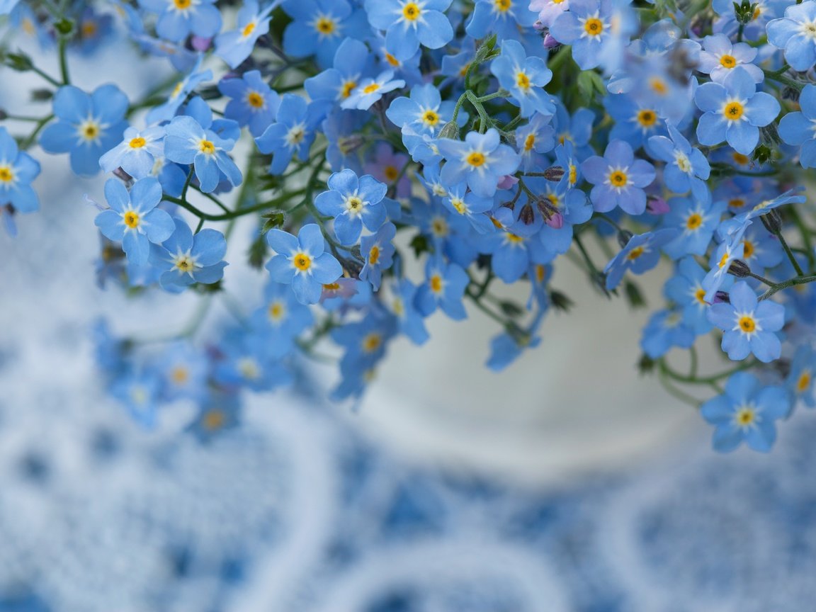 Обои цветы, природа, макро, фон, незабудка, flowers, nature, macro, background, forget-me-not разрешение 5616x3744 Загрузить