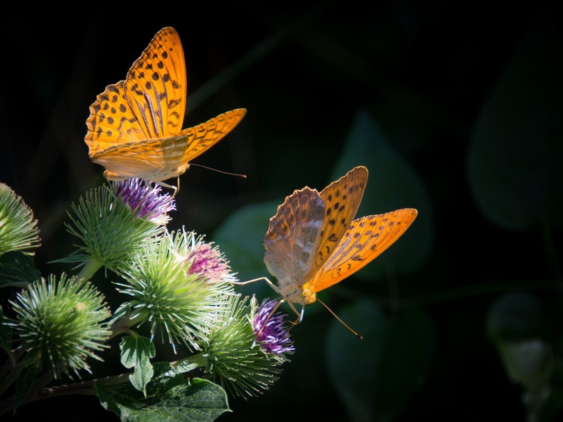 Обои природа, бабочка, насекомые, черный фон, бабочки, растение, nature, butterfly, insects, black background, plant разрешение 3161x2107 Загрузить