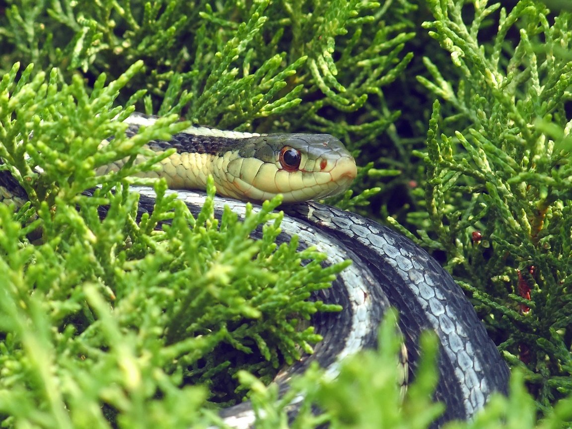 Обои трава, природа, змея, рептилия, пресмыкающееся, grass, nature, snake, reptile разрешение 1920x1080 Загрузить