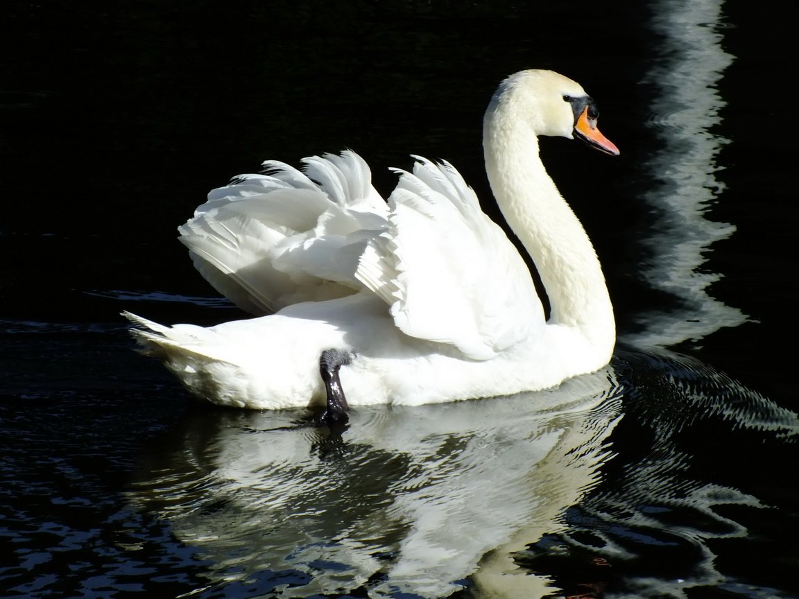 Обои вода, отражение, птица, лебедь, water, reflection, bird, swan разрешение 2400x1600 Загрузить