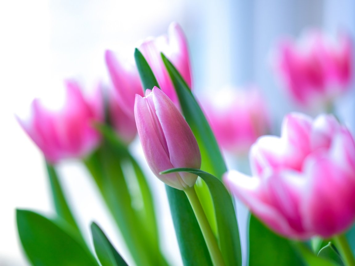 Обои цветение, бутоны, лепестки, весна, тюльпаны, розовые, flowering, buds, petals, spring, tulips, pink разрешение 2048x1365 Загрузить