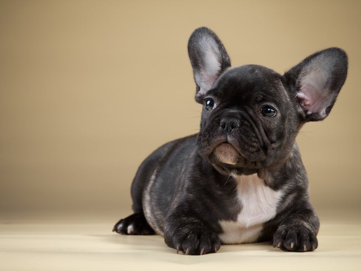 Обои черный, щенок, французский бульдог, black, puppy, french bulldog разрешение 3600x2253 Загрузить