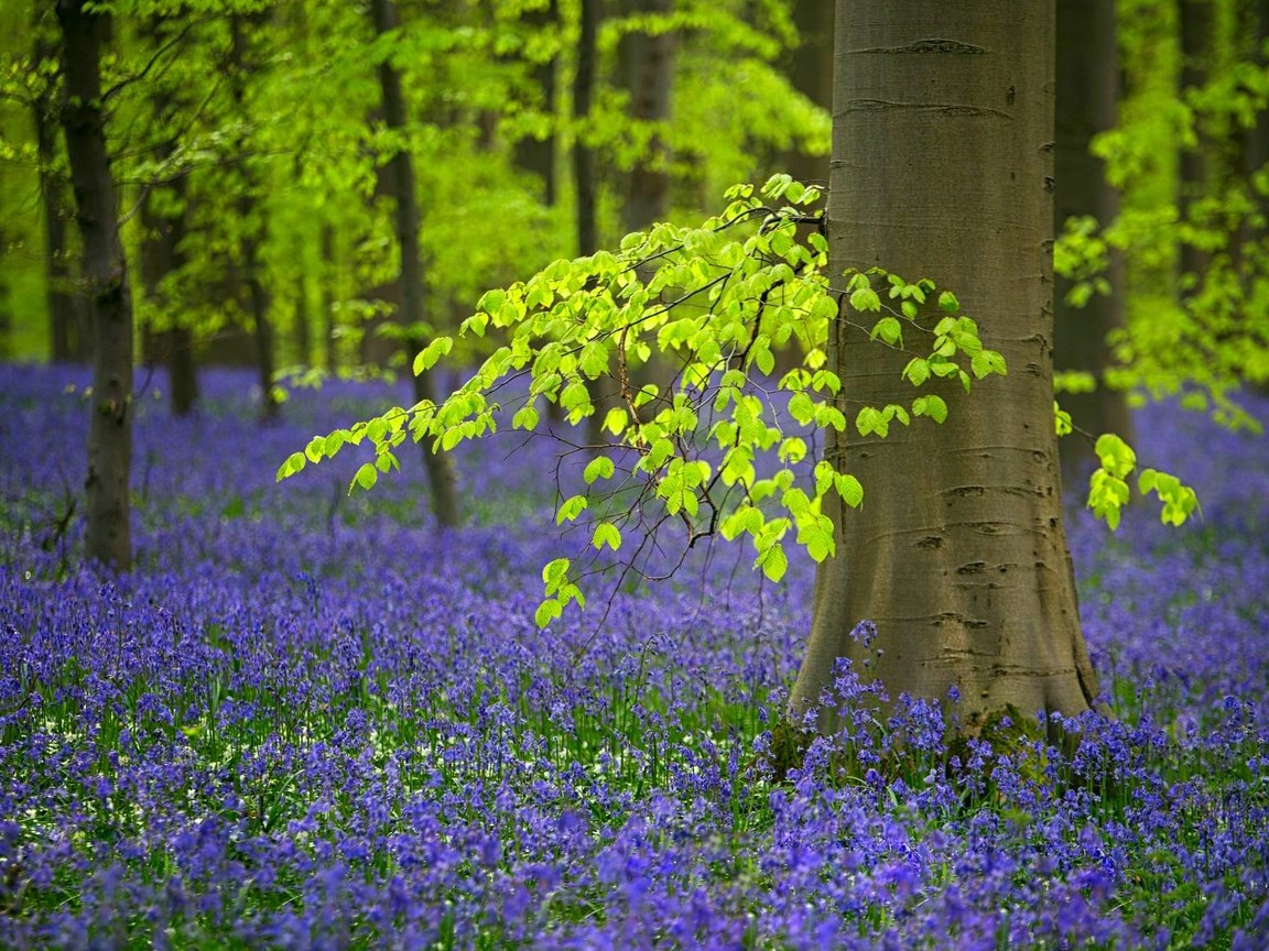 Обои цветы, деревья, лес, весна, колокольчики, бельгия, flowers, trees, forest, spring, bells, belgium разрешение 2048x1212 Загрузить