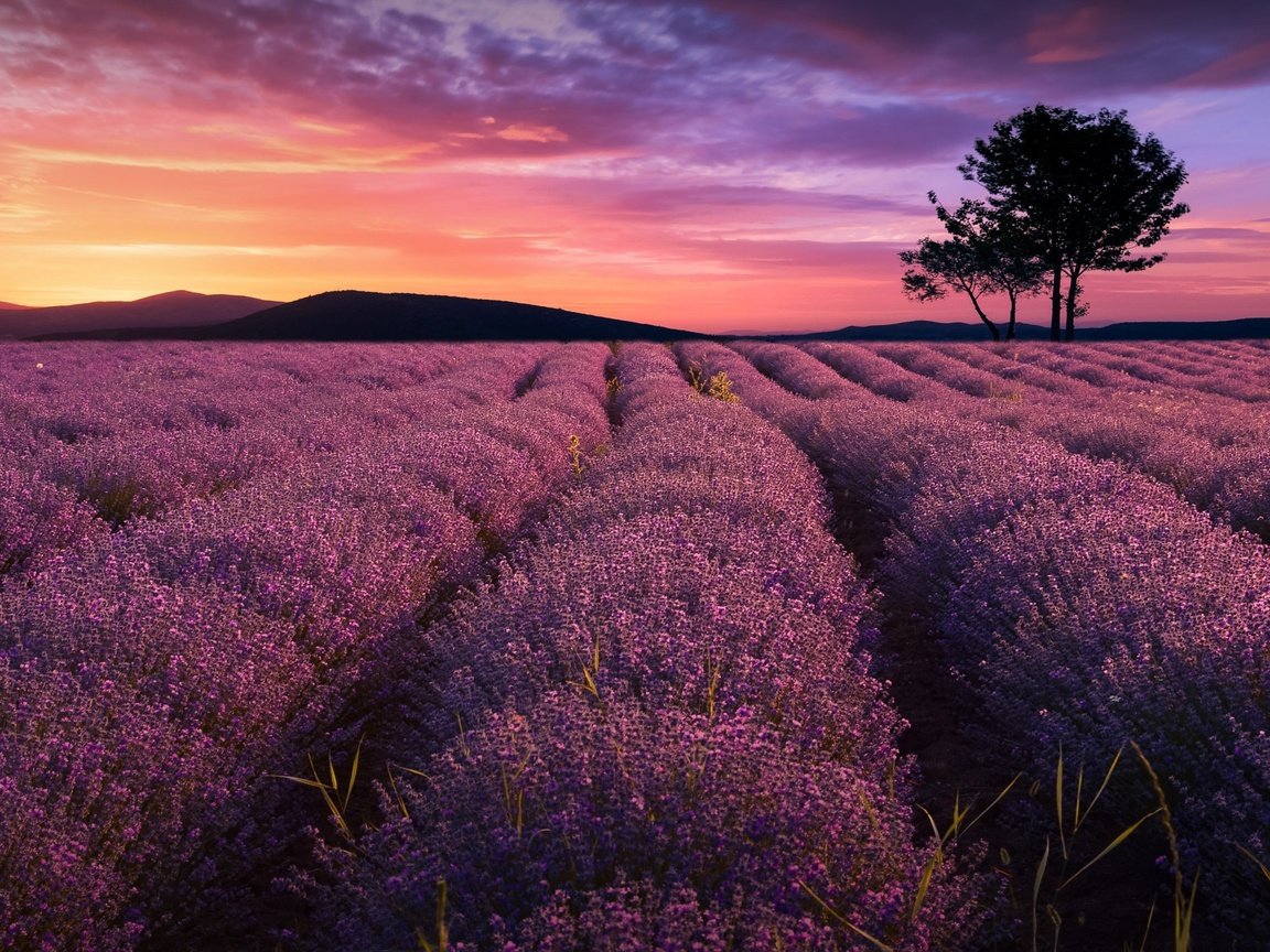 Обои цветы, деревья, вечер, природа, закат, поле, лаванда, за, flowers, trees, the evening, nature, sunset, field, lavender, for разрешение 2048x1306 Загрузить