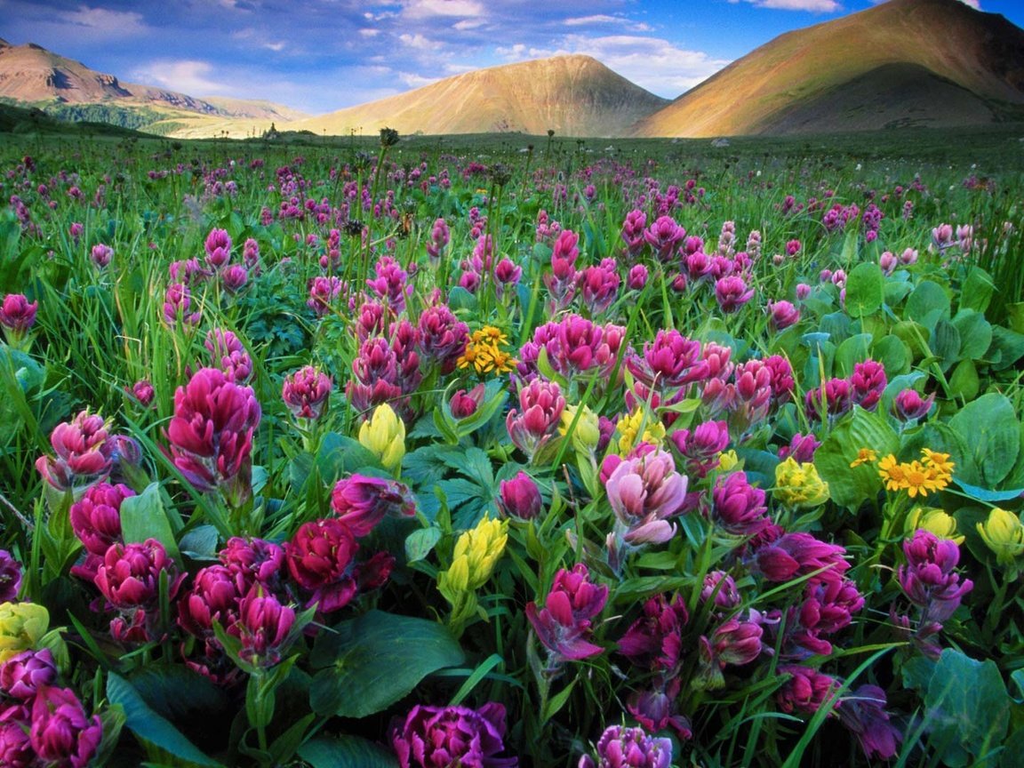 Обои небо, цветы, облака, горы, луг, сша, колорадо, forest state park, the sky, flowers, clouds, mountains, meadow, usa, colorado разрешение 1920x1080 Загрузить