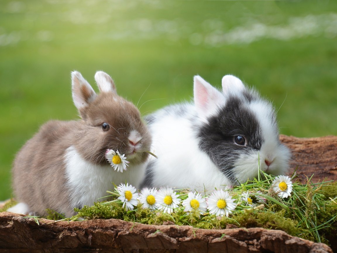 Обои цветы, трава, природа, животные, ромашки, кролик, кролики, flowers, grass, nature, animals, chamomile, rabbit, rabbits разрешение 2992x2000 Загрузить