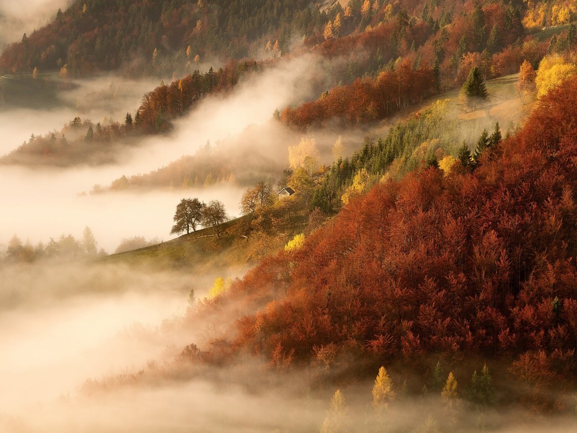 Обои деревья, горы, природа, лес, утро, туман, осень, trees, mountains, nature, forest, morning, fog, autumn разрешение 2500x1666 Загрузить