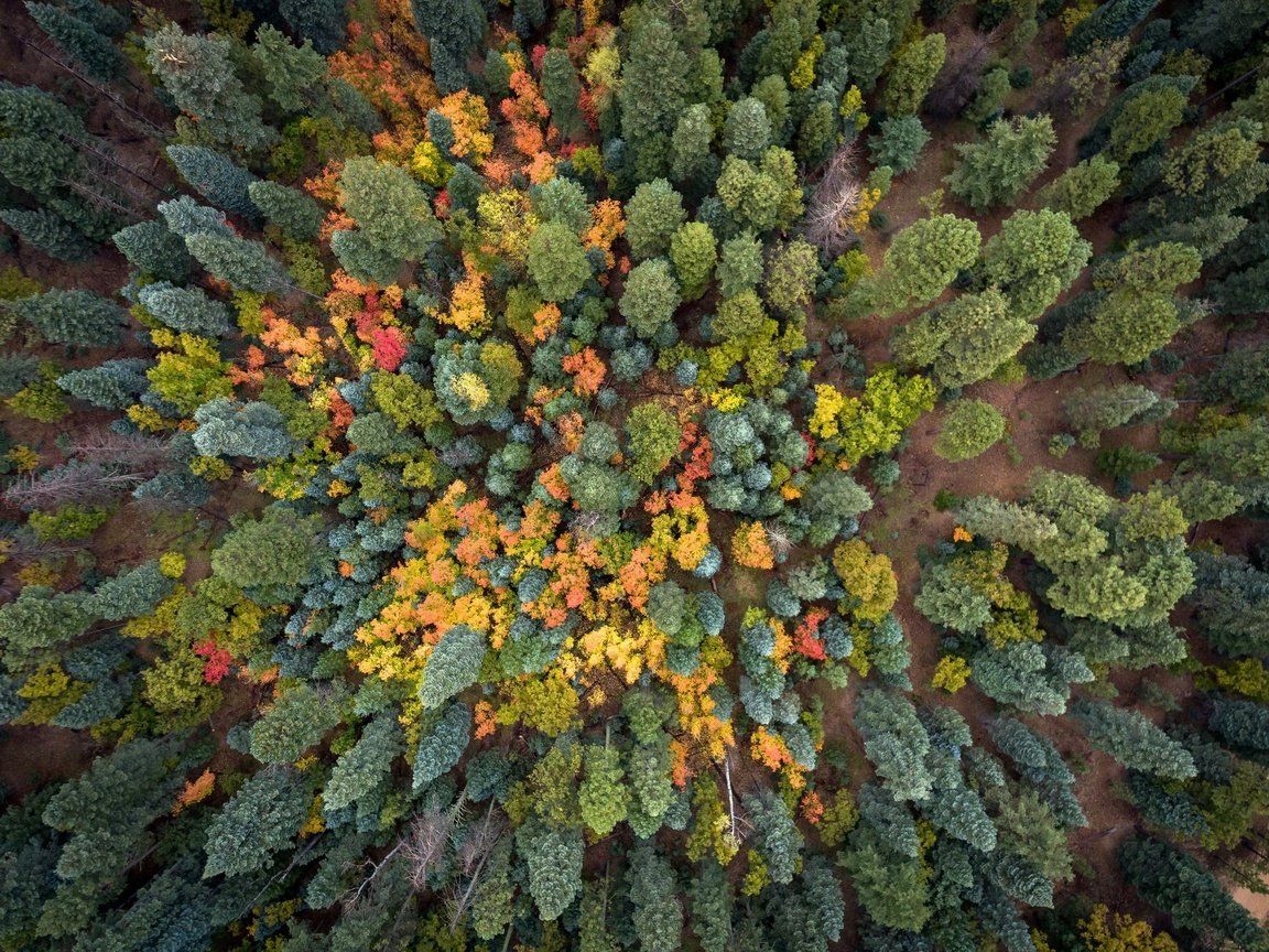 Обои деревья, природа, лес, осень, trees, nature, forest, autumn разрешение 2048x1535 Загрузить