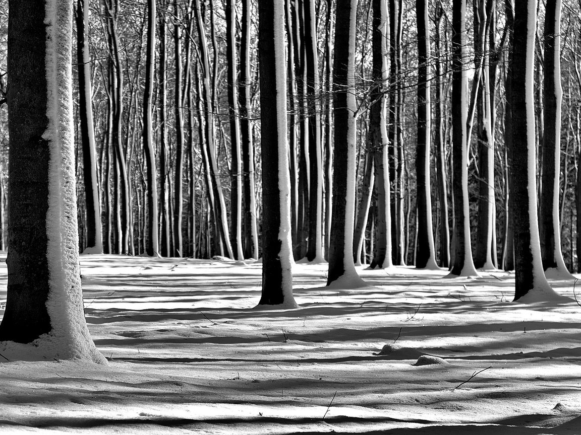 Обои деревья, снег, лес, зима, чёрно-белое, trees, snow, forest, winter, black and white разрешение 2560x1696 Загрузить