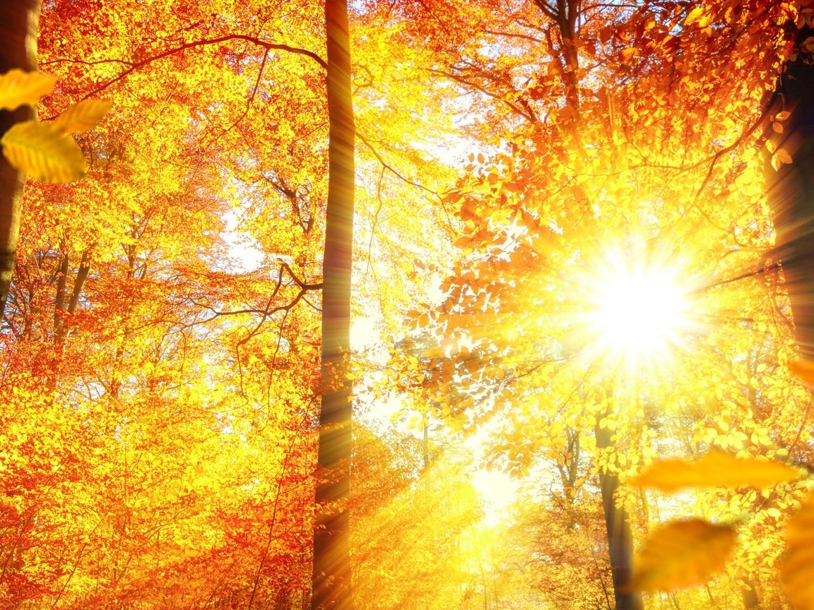 Обои деревья, солнце, лес, листья, лучи, осень, trees, the sun, forest, leaves, rays, autumn разрешение 3840x1574 Загрузить