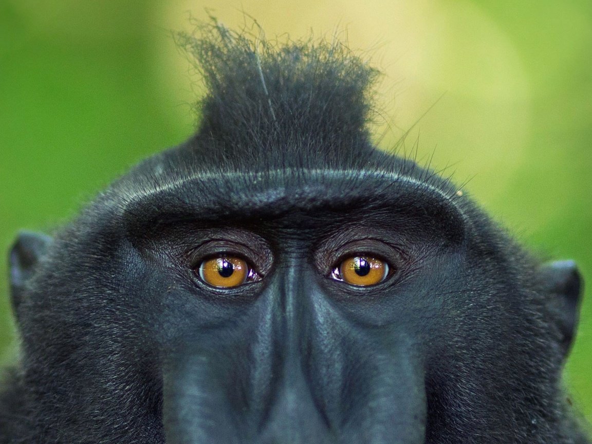 Обои глаза, взгляд, обезьяна, индонезия, примат, павиан, хохлатый павиан, сулавеси, eyes, look, monkey, indonesia, the primacy of, baboon, crested baboon, sulawesi разрешение 1920x1080 Загрузить