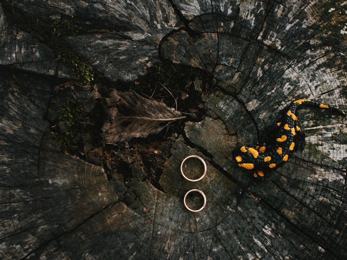 Обои кольца, свадьба, огненная, саламандра, земноводные, помолвка, ring, wedding, fire, salamander, amphibians, engagement разрешение 2048x1365 Загрузить