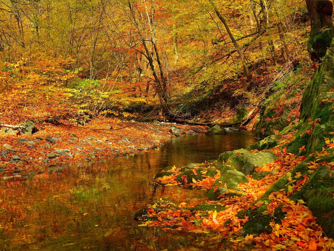 Обои лес, ручей, листва, осень, поток, листопад, forest, stream, foliage, autumn, falling leaves разрешение 3002x1894 Загрузить