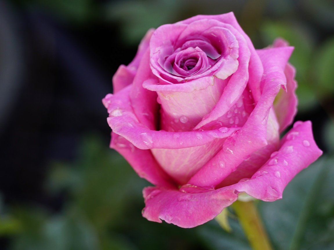 Обои макро, цветок, капли, роза, бутон, macro, flower, drops, rose, bud разрешение 2048x1365 Загрузить