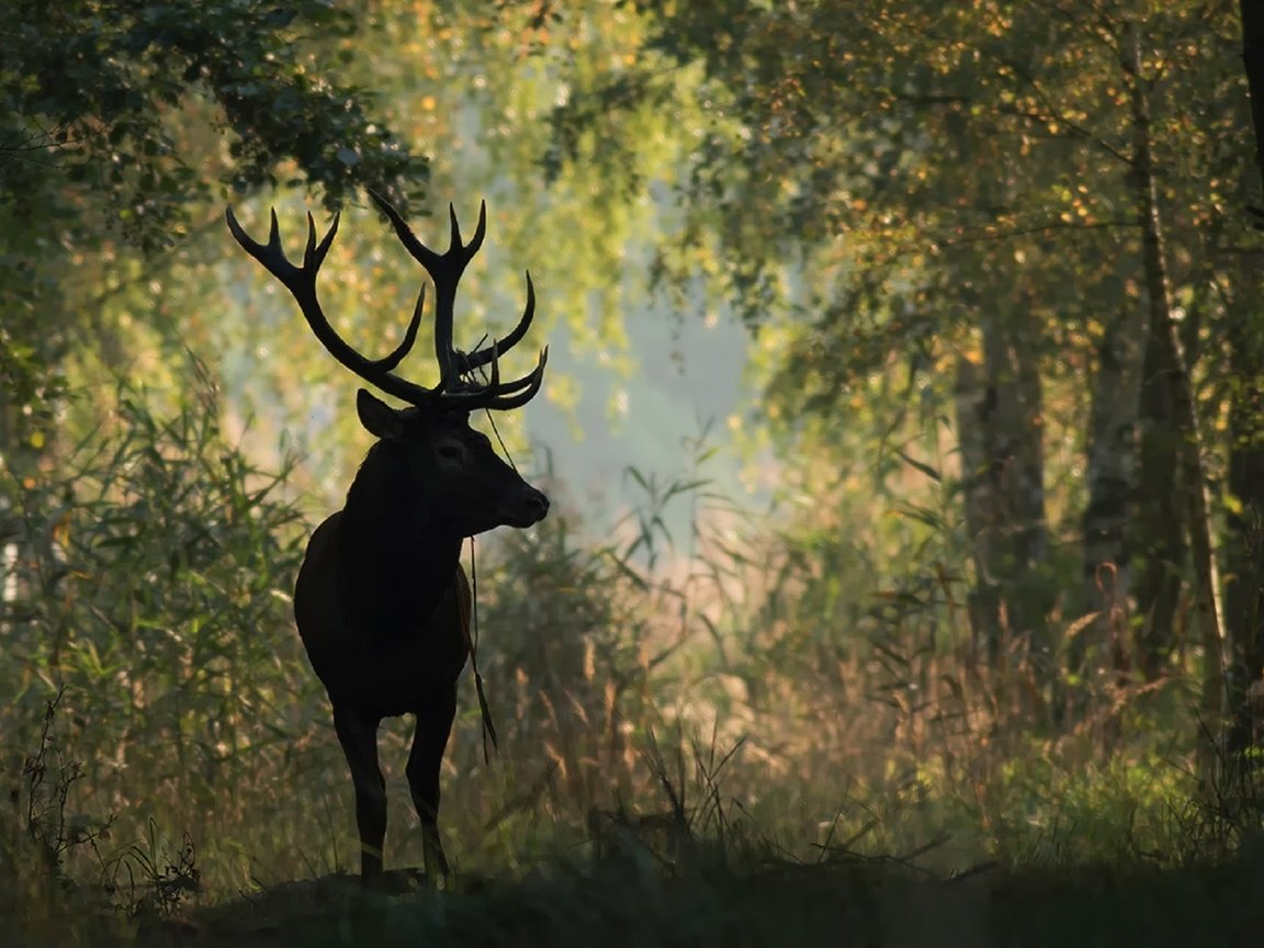 Обои природа, лес, олень, животное, рога, nature, forest, deer, animal, horns разрешение 1920x1280 Загрузить