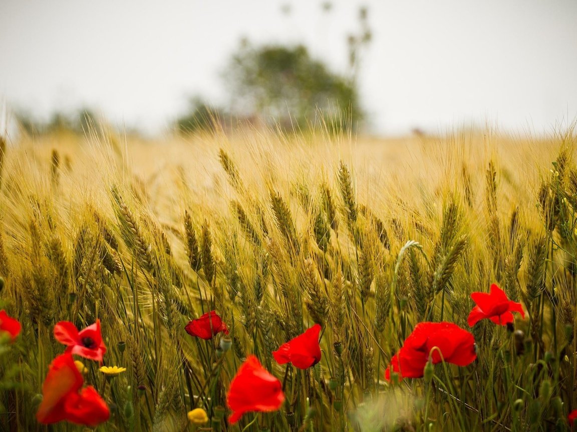 Обои цветы, природа, пейзаж, поле, красные, маки, колосья, пшеница, flowers, nature, landscape, field, red, maki, ears, wheat разрешение 2048x1366 Загрузить