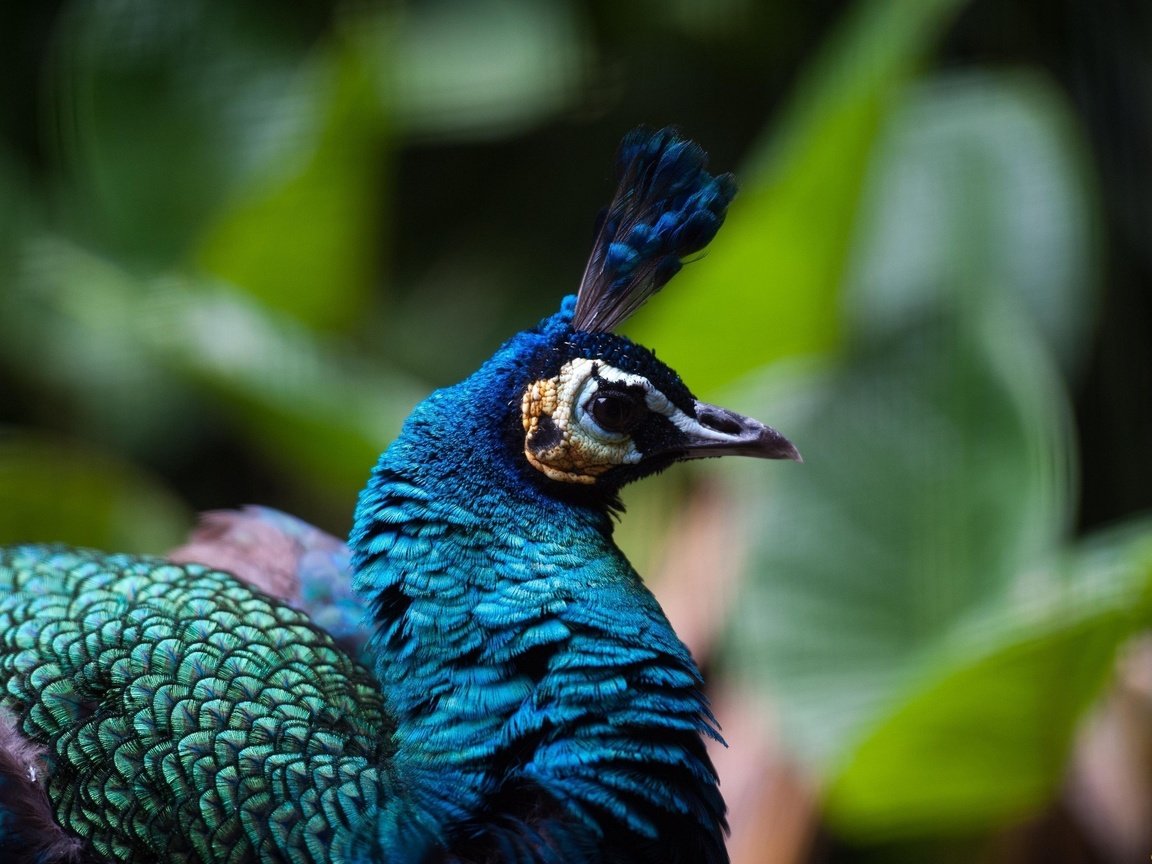 Обои профиль, птица, клюв, павлин, оперение, хохолок, profile, bird, beak, peacock, tail, crest разрешение 2560x1700 Загрузить
