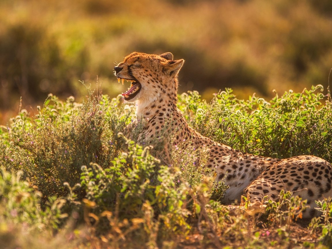 Обои свет, хищник, зубы, пасть, гепард, зевает, light, predator, teeth, mouth, cheetah, yawns разрешение 2500x1406 Загрузить
