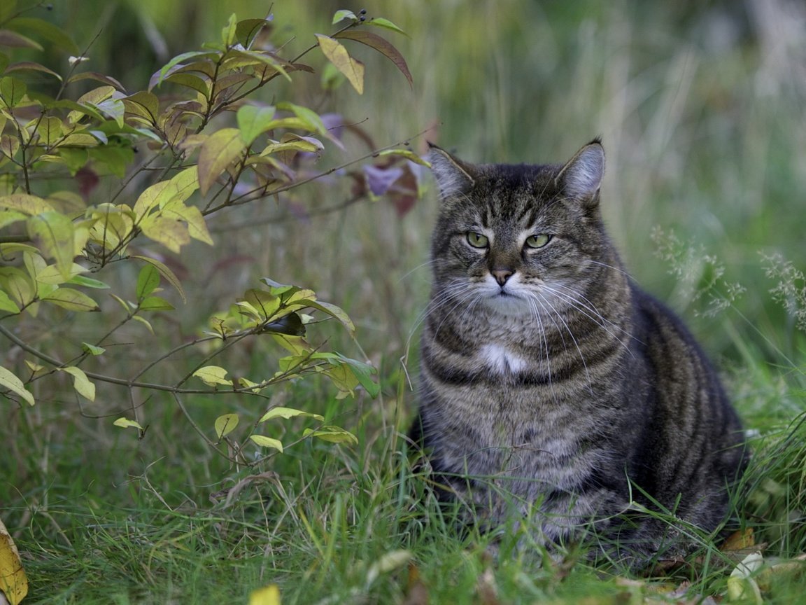 Обои глаза, трава, природа, листья, кот, усы, ветки, кошка, взгляд, look, eyes, grass, nature, leaves, cat, mustache, branches разрешение 2560x1600 Загрузить