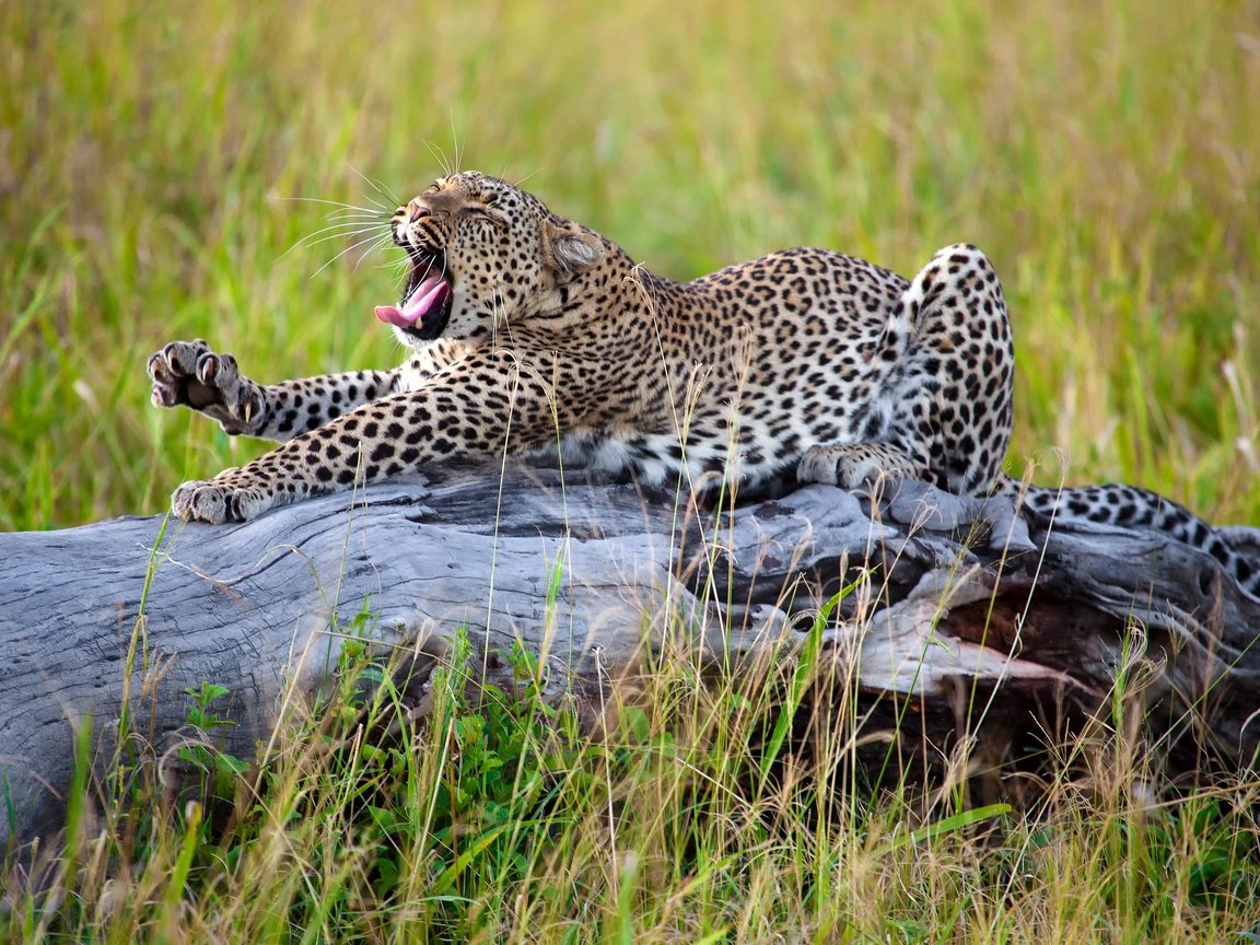 Обои трава, леопард, африка, большая кошка, потягивается, grass, leopard, africa, big cat, stretching разрешение 2500x1667 Загрузить
