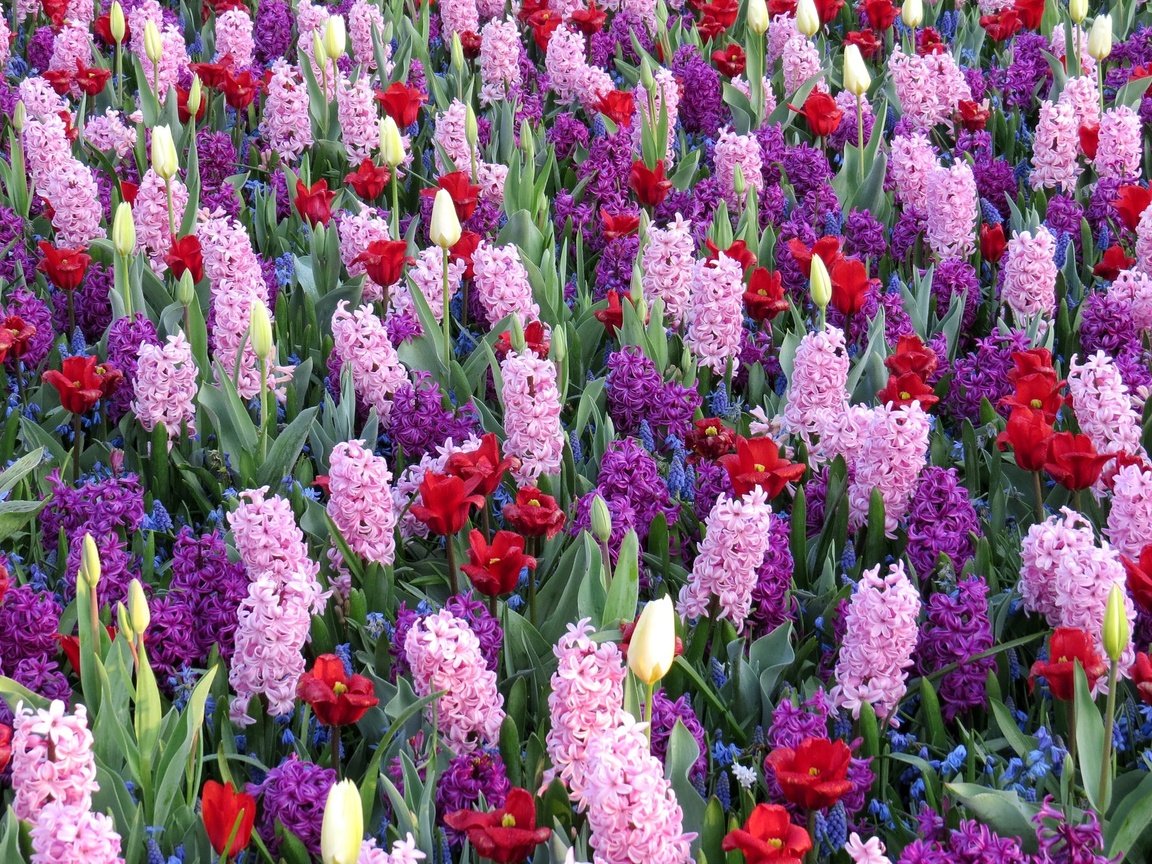 Обои цветы, тюльпаны, гиацинты, мускари, flowers, tulips, hyacinths, muscari разрешение 2048x1330 Загрузить