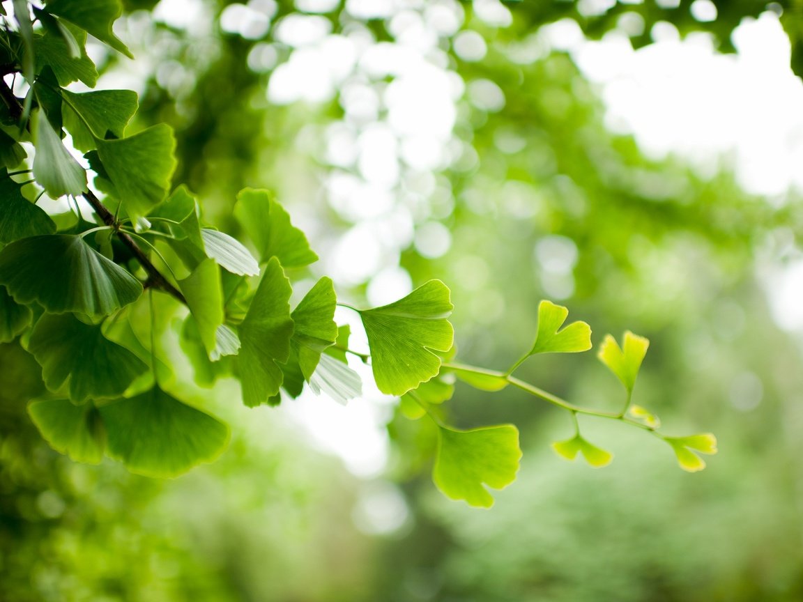 Обои ветка, природа, дерево, листья, фон, ветки, размытость, гинкго, branch, nature, tree, leaves, background, branches, blur, ginkgo разрешение 2048x1363 Загрузить