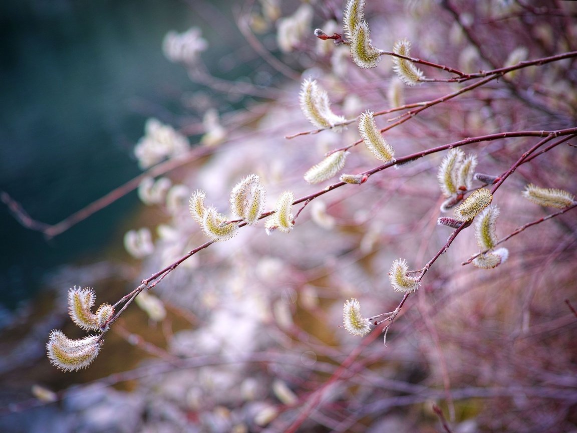 Обои ветка, природа, размытость, весна, верба, branch, nature, blur, spring, verba разрешение 4704x3136 Загрузить