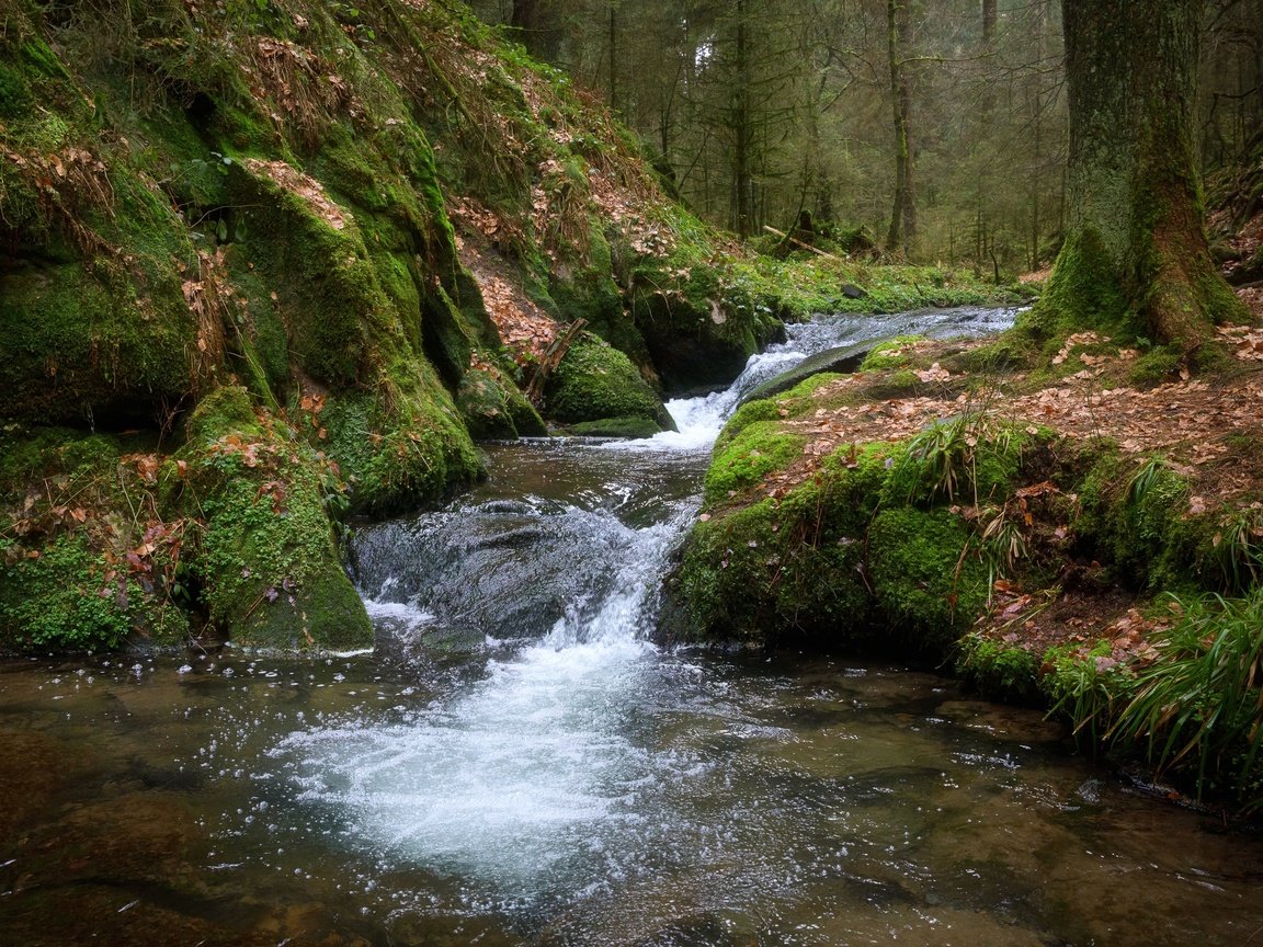 Обои деревья, вода, лес, ручей, поток, мох, trees, water, forest, stream, moss разрешение 2400x1600 Загрузить