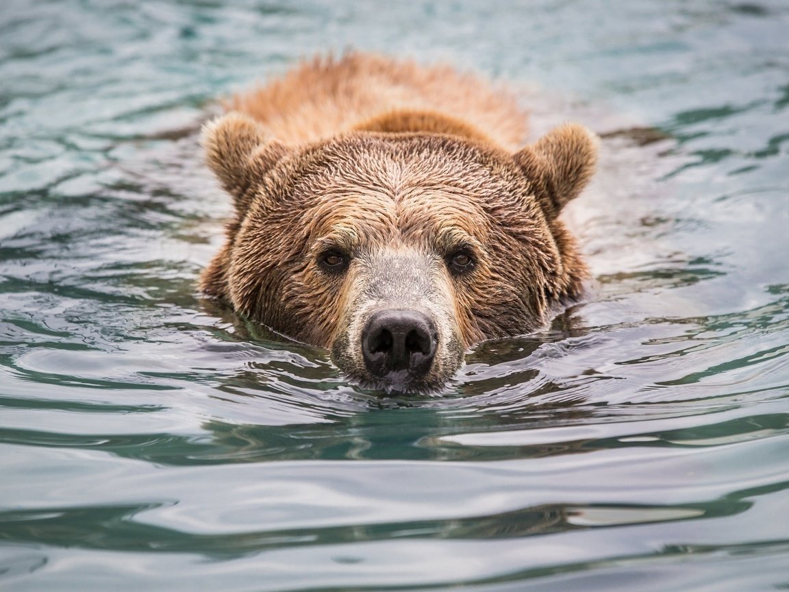 Обои морда, вода, взгляд, медведь, мокрый, face, water, look, bear, wet разрешение 2048x1365 Загрузить