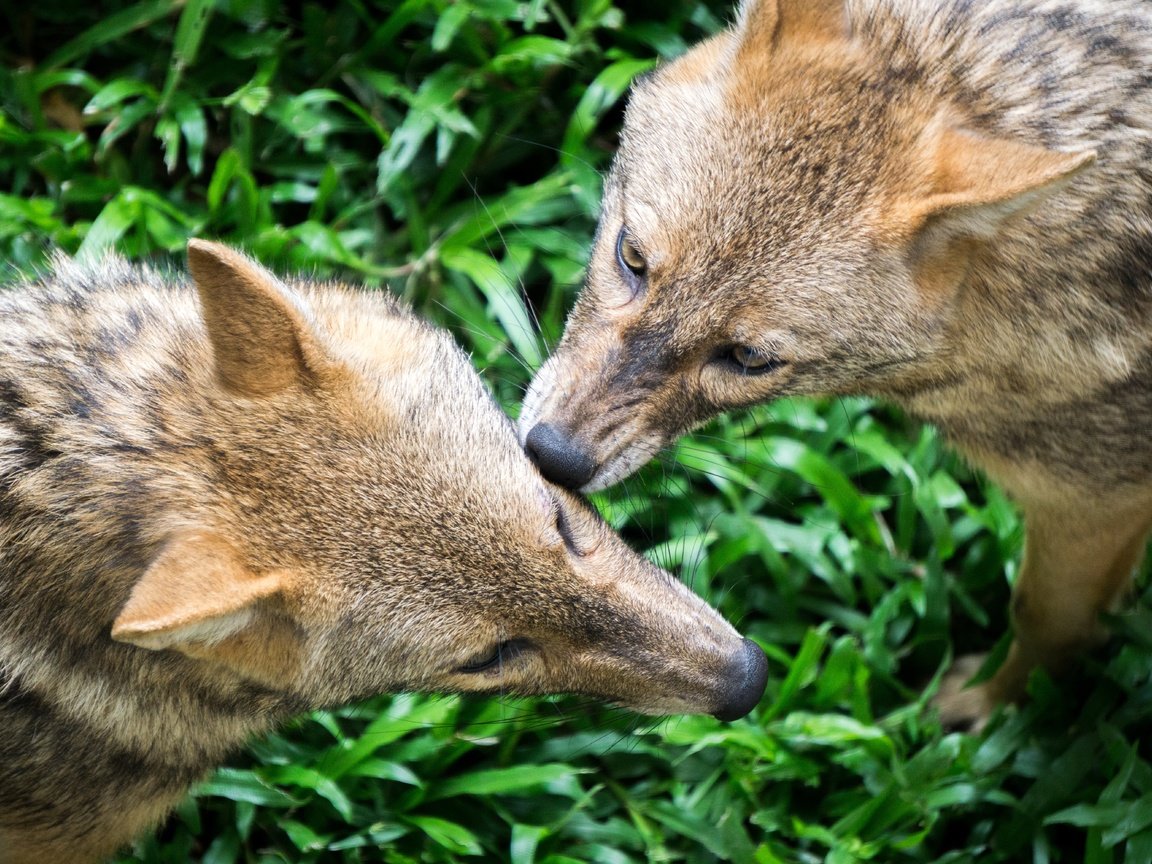 Обои трава, природа, хищник, волки, волк, grass, nature, predator, wolves, wolf разрешение 6000x4000 Загрузить