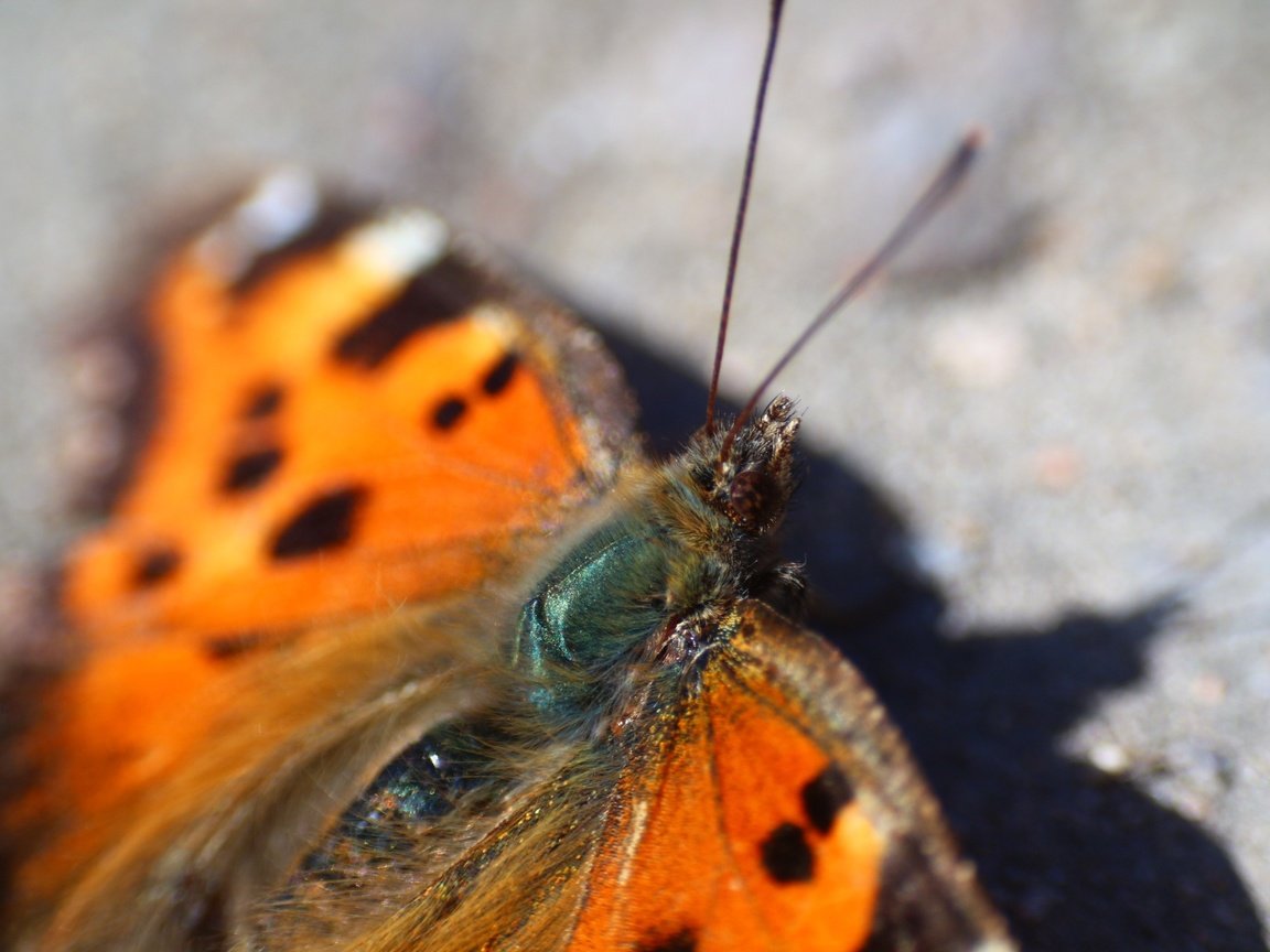 Обои насекомое, бабочка, тень, крылышки, insect, butterfly, shadow, wings разрешение 1920x1280 Загрузить