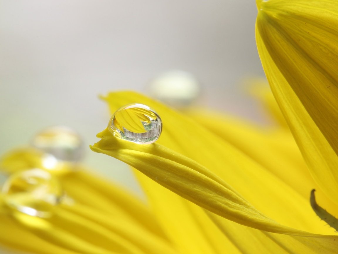 Обои желтый, макро, цветок, капля, лепестки, подсолнух, ali de niese, yellow, macro, flower, drop, petals, sunflower разрешение 2048x1365 Загрузить
