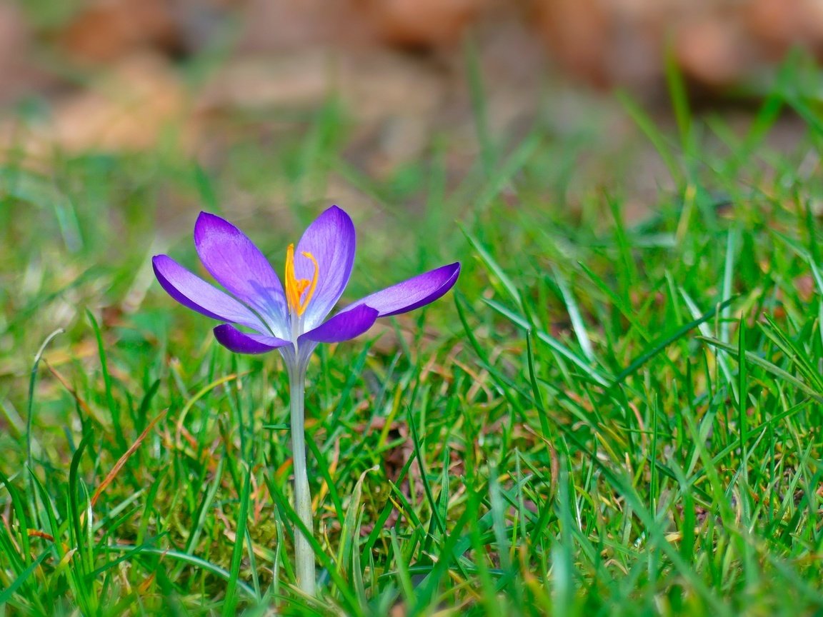 Обои трава, цветок, весна, крокус, grass, flower, spring, krokus разрешение 2880x1819 Загрузить