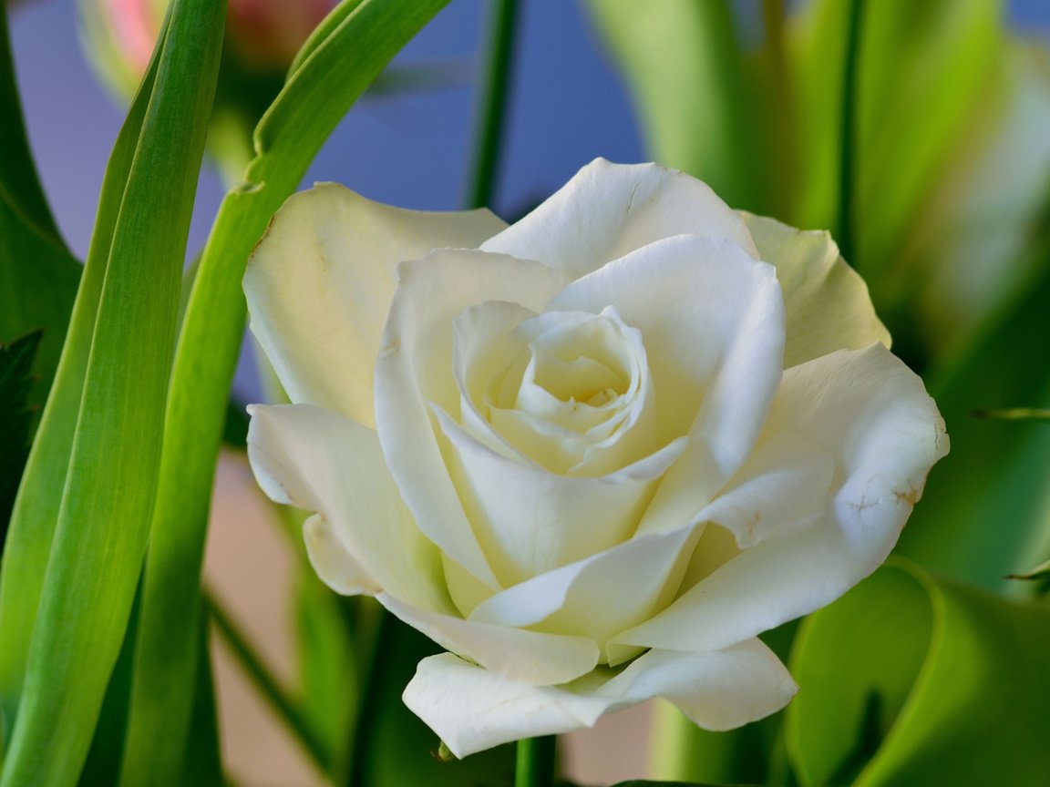 Обои цветы, фон, роза, белая, flowers, background, rose, white разрешение 2048x1564 Загрузить
