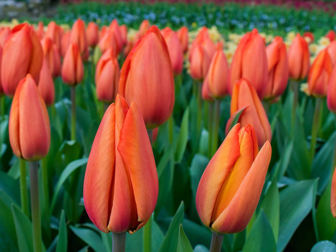 Обои цветы, весна, тюльпаны, flowers, spring, tulips разрешение 2048x1467 Загрузить