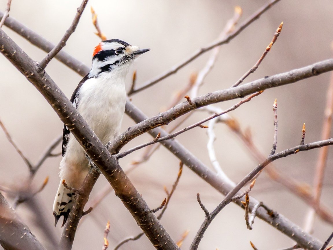 Обои дерево, ветки, птица, клюв, перья, дятел, tree, branches, bird, beak, feathers, woodpecker разрешение 2154x1436 Загрузить