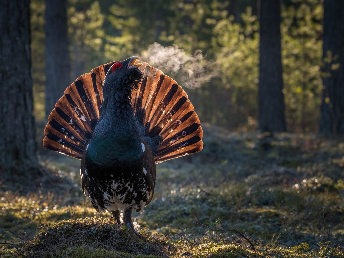 Обои лес, птицы, птица, клюв, перья, хвост, глухарь, forest, birds, bird, beak, feathers, tail, grouse разрешение 3000x2000 Загрузить